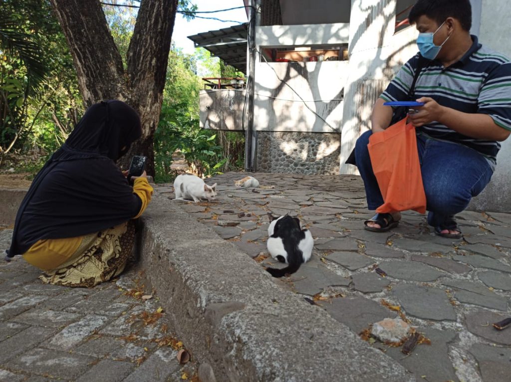 Hadirkan Rumah Bagi Kucing Unhas - Identitas Unhas