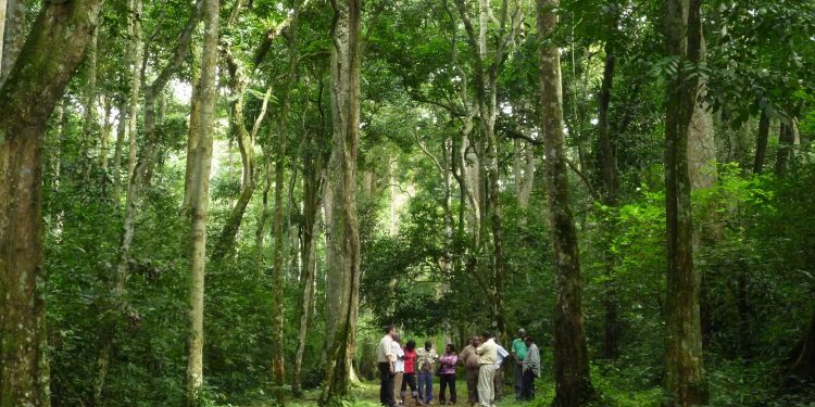 Kenali Prodi Kehutanan Unhas
