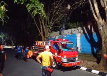 Evakuasi sarang tawon