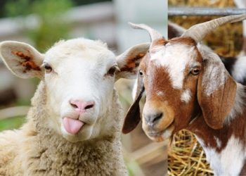 LD An-Nahl Fapet dan Himsena Bahas Sistematika Kurban di Tengah Pandemi