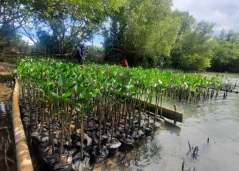 Rehabilitasi Wilayah Pesisir dengan Penanaman Mangrove
