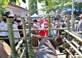 Unhas Panen Raya Bibit Sapi Bali di MBC Barru
