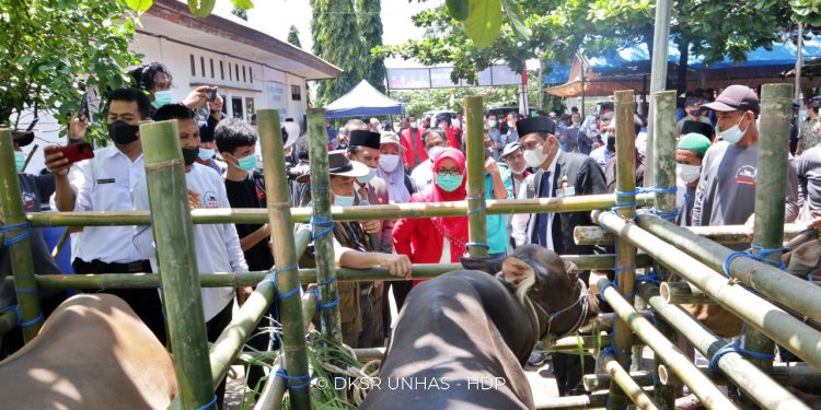 Unhas Panen Raya Bibit Sapi Bali di MBC Barru