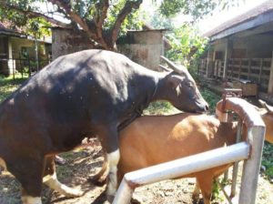 proses kawin sapi bali