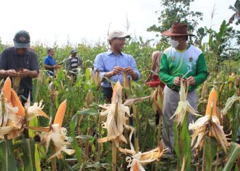 Setelah Kedelai, Komunitas Mahasiswa Bertani Adakan Panen Komoditas Jagung