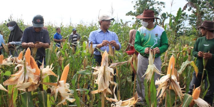 Setelah Kedelai, Komunitas Mahasiswa Bertani Adakan Panen Komoditas Jagung
