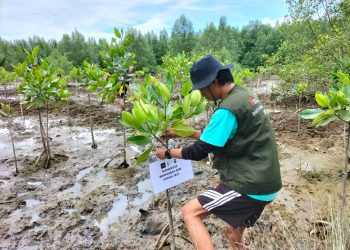 Mitigasi Bencana Tsunami, BEM Unhas Lakukan Penanaman Mangrove