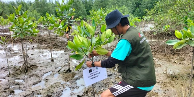 Mitigasi Bencana Tsunami, BEM Unhas Lakukan Penanaman Mangrove