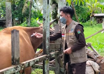 Tim FKH dan Fapet Unhas Cegah Penyebaran PMK di Tarakan