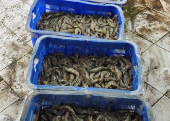 Hasil panen udang Tambak Pendidikan Unhas. Dokumentasi pribadi.