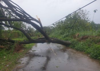Pohon Tumbang, Kebun Exfarm dan Screen House Unhas Rusak Parah