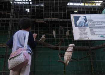 Intip Suasana Lembaga Konservasi Citra Satwa Celebes