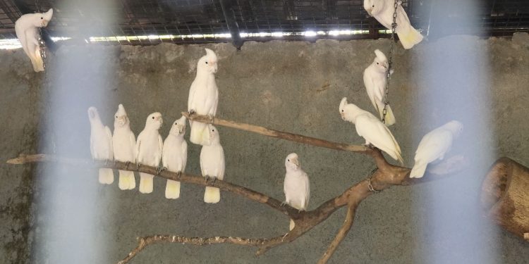 Mengulik Situasi Perdagangan Satwa Liar di Makassar