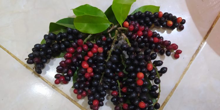 Antioksidan Buah Buni, Netralisir Radikal Bebas Pada Tubuh