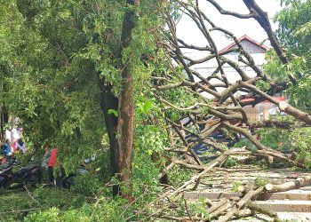 Pohon Tumbang Timpa Mahasiswa dan Kendaraan Motor