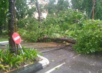 Pohon Tumbang Sempat Halangi Akses Pintu Satu Unhas