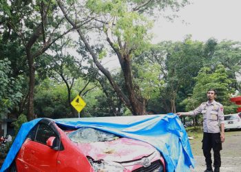Pohon tumbang mengakibatkan mobil Toyota Agya Merah rusak, Kamis (28/03).Sumber: IDENTITAS/UII.