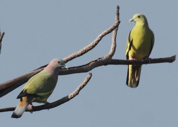 Mengintip Keanekaragaman Spesies Burung di Tambak Unhas