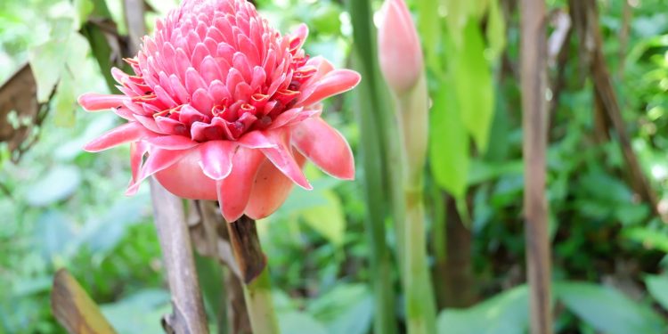 Khasiat Daun Patikala Sebagai Sumber Antioksidan