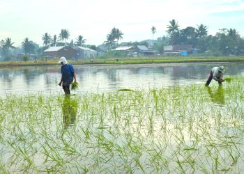 Perubahan Agraria Mendorong Pemuda Desa Lebih Memilih Bekerja di Kota