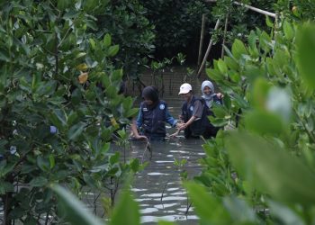 Para relawan saat pertama kali turun ke lahan mangrove, Minggu (26/05).