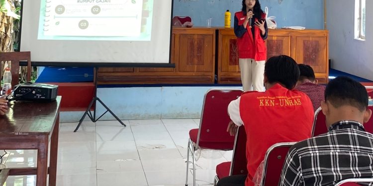 KKN Unhas Sosialisasikan Fermentasi Rumput Gajah sebagai Pakan Ternak Berkelanjutan