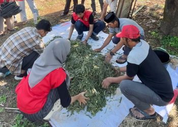 Mahasiswa KKN Unhas Sosialisasikan Pembuatan Silase di Erelembang Gowa