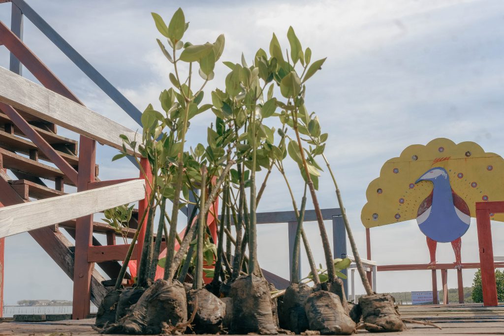 Bibit tanaman mangrove yang akan ditanam