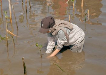 Seorang mahasiswa sedang menanam mangrove