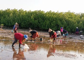 Maritim Muda Indonesia Cabang Pinrang bersama POKMASWAS dan Woman Mangrove saat melakukan penanaman mangrove. Foto: Dokumentasi Pribadi.
