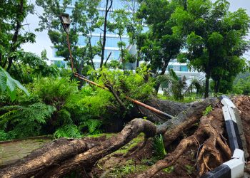 Pohon tumbang di sekitar Hotel Unhas. Foto : IDENTITAS/Yan