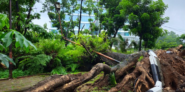 Pohon tumbang di sekitar Hotel Unhas. Foto : IDENTITAS/Yan