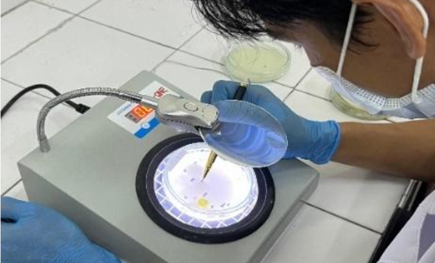 salah satu anggota tim peneliti sedang mengamati jumlah koloni jamur yang tumbuh menggunakan colony counter. Foto: Dokumentasi pribadi