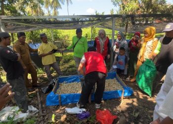 Potret mahasiswa KKN-T Saat mengumpulkan tongkol jagung di Pondok Pesantren Nurul Hidayah Desa Sapanang, Selasa (05/08). Foto : Dokumentasi pribadi