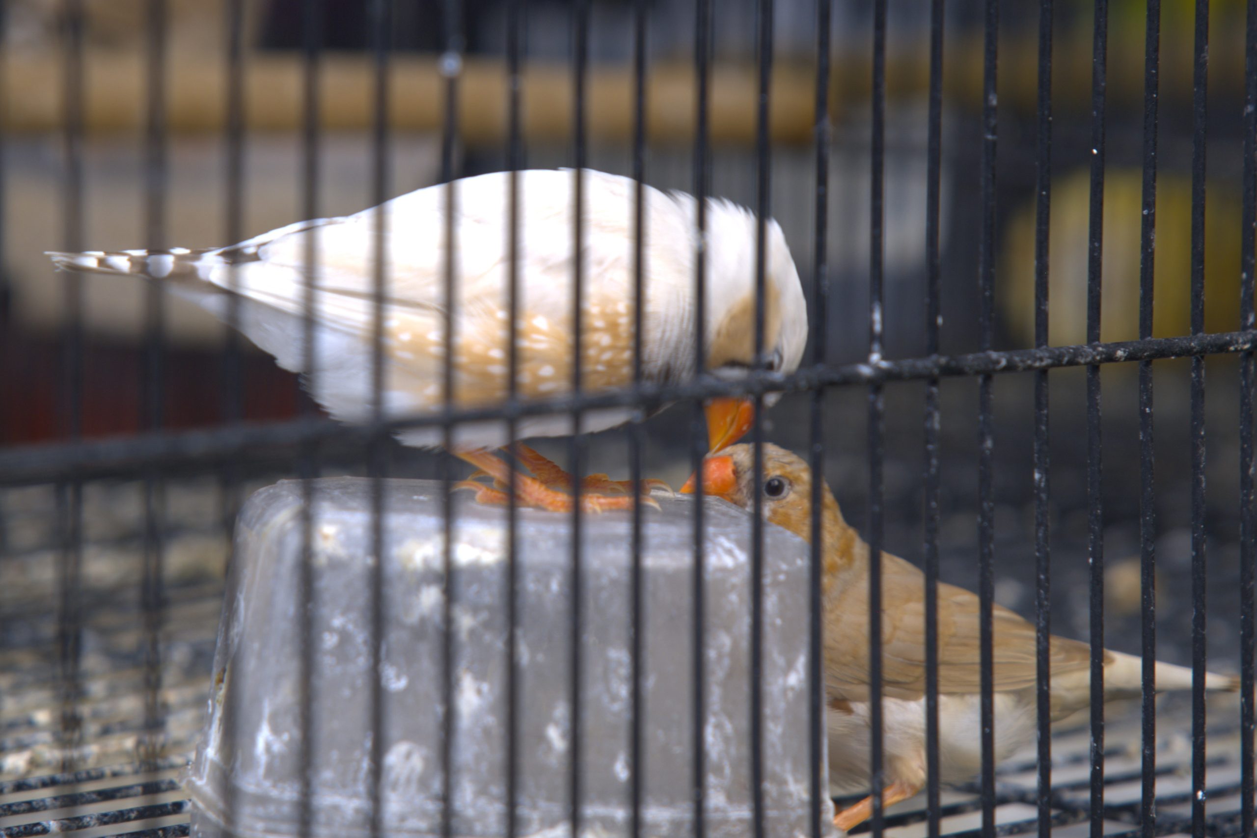 Burung Pipit yang sedang bermain dengan temannya.