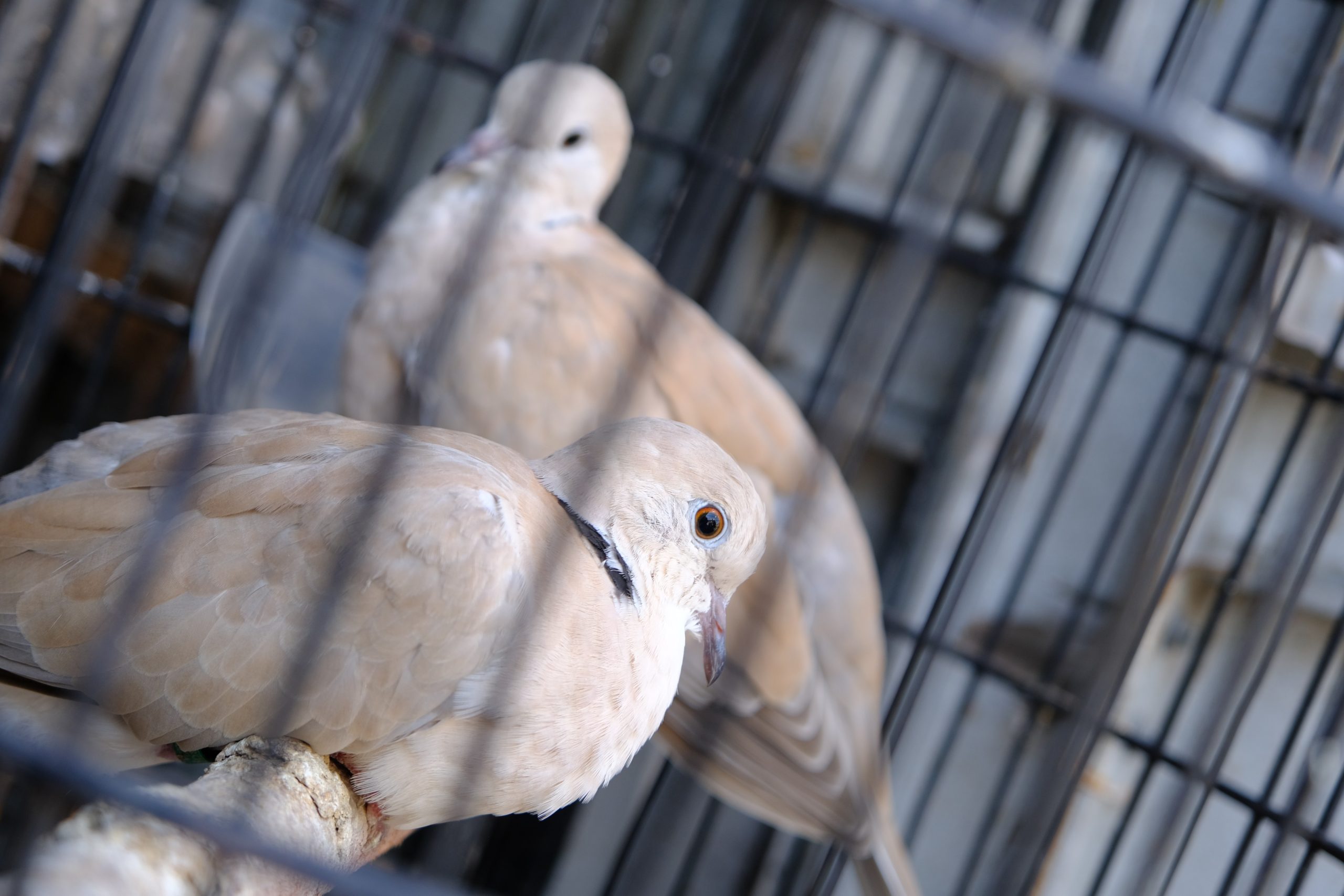 Dua ekor Burung Merpati yang bertengger di sangkar