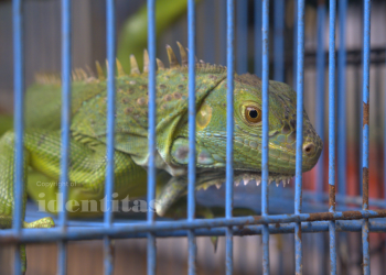 Seekor Iguana yang berjalan di pinggir sangkar