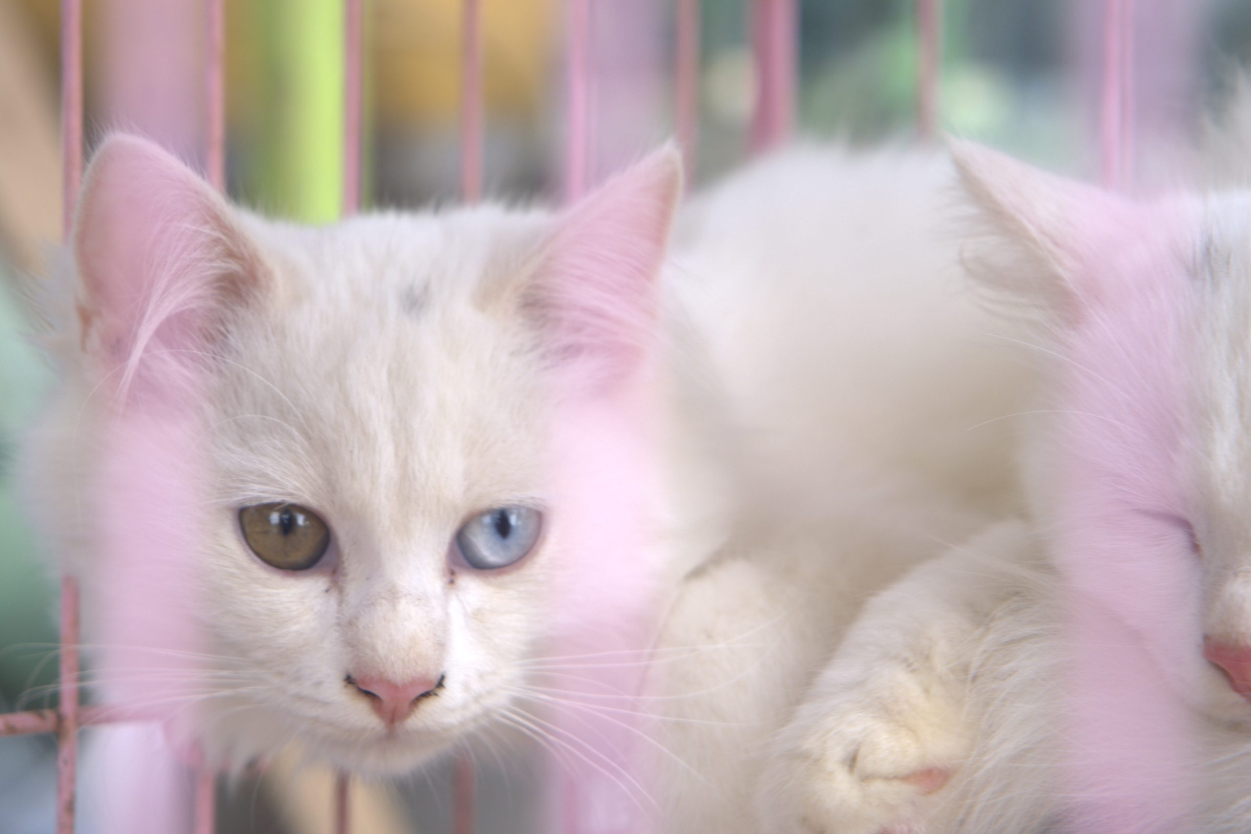 Kucing Anggora yang memiliki mata yang indah.