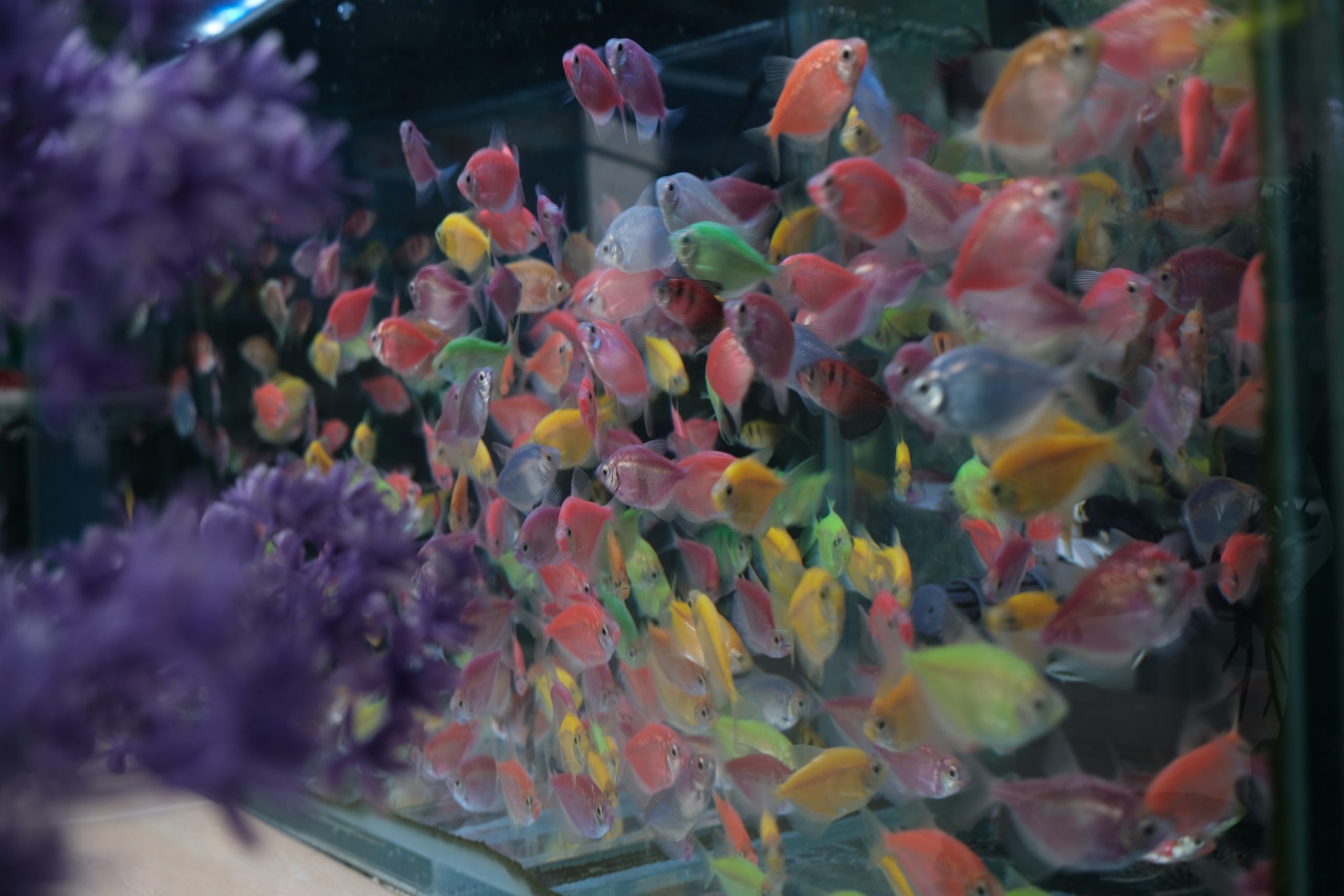 Kumpulan Ikan Hias berenag di akuarium