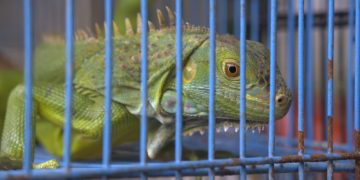 Seekor Iguana yang berjalan di pinggir sangkar